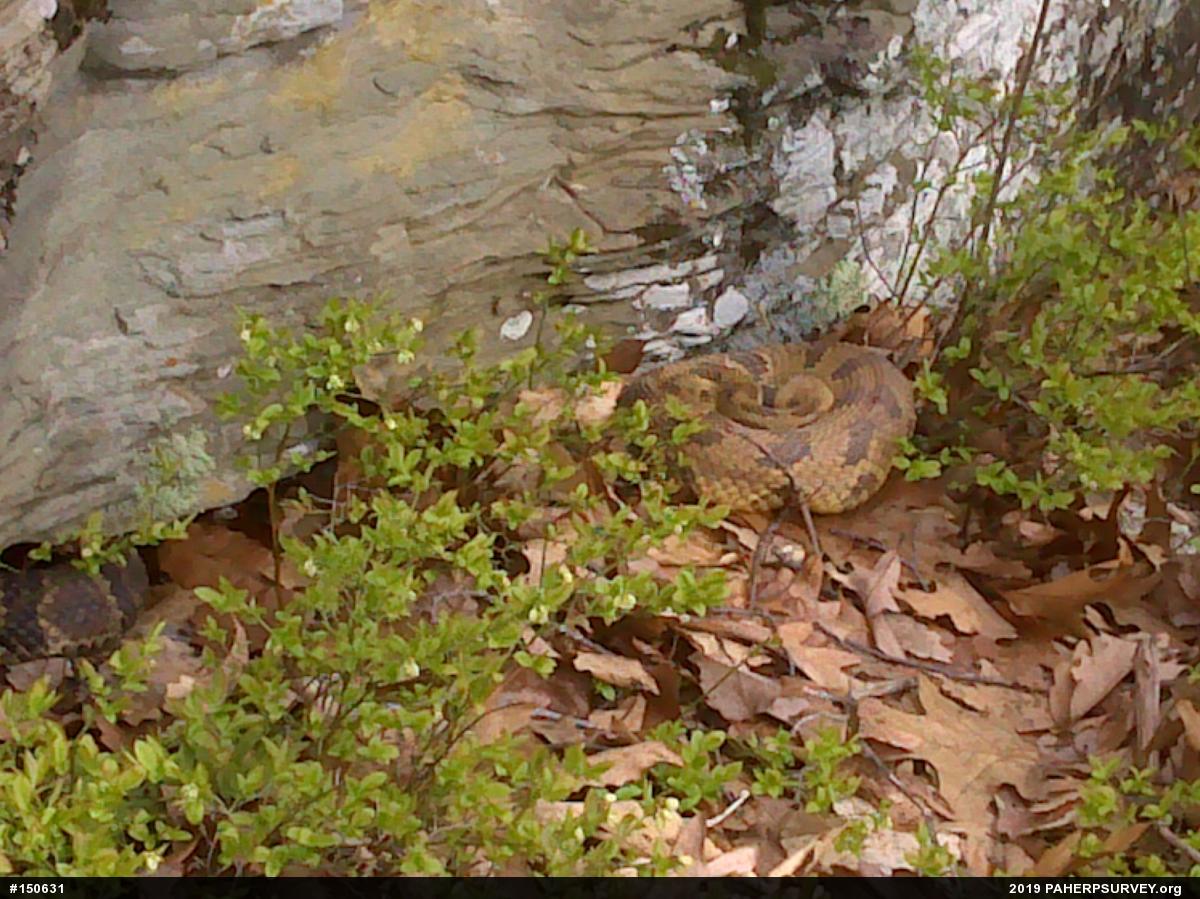 Timber Rattlesnake