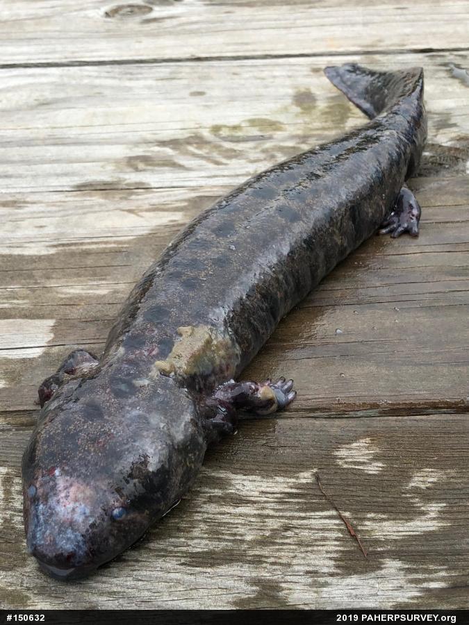 Common Mudpuppy