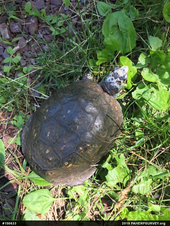 Eastern Box Turtle