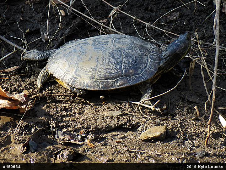 Red-eared Slider