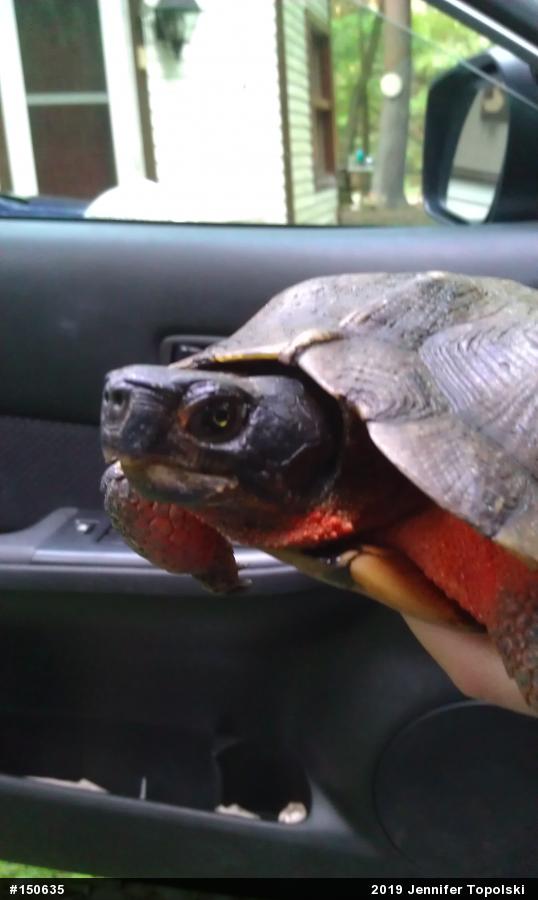 Wood Turtle