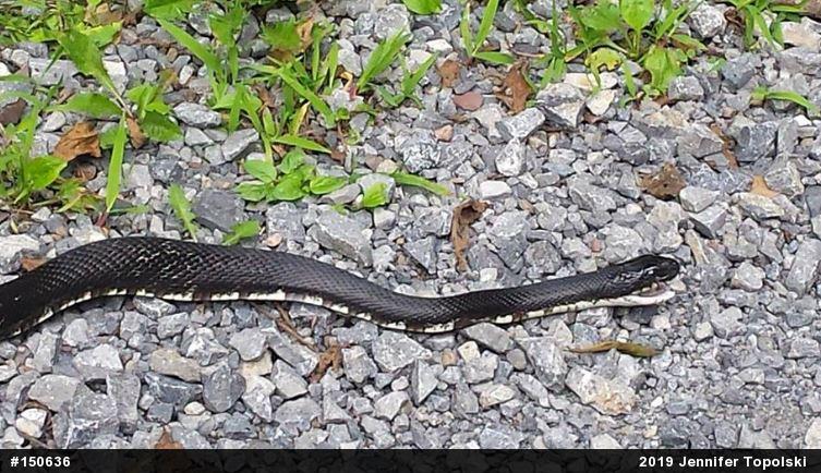 Eastern Ratsnake
