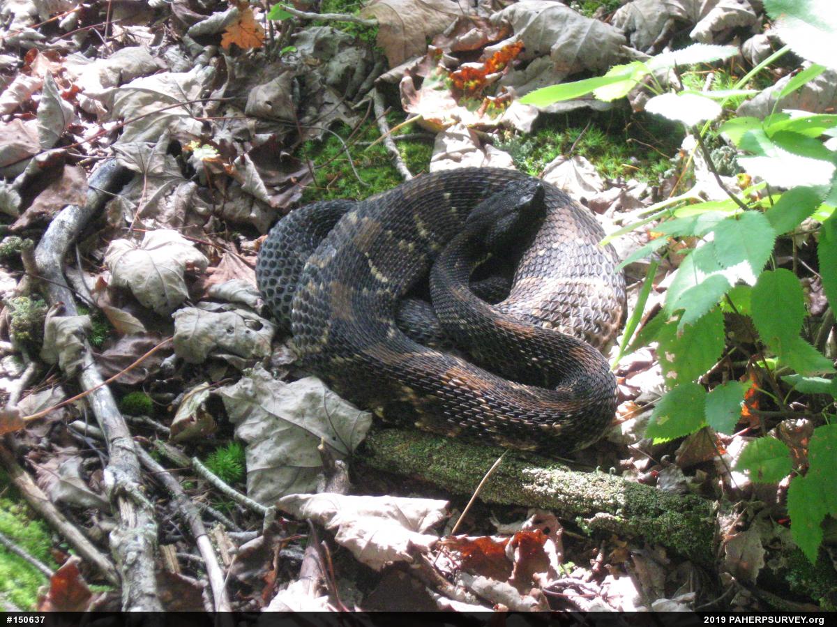 Timber Rattlesnake