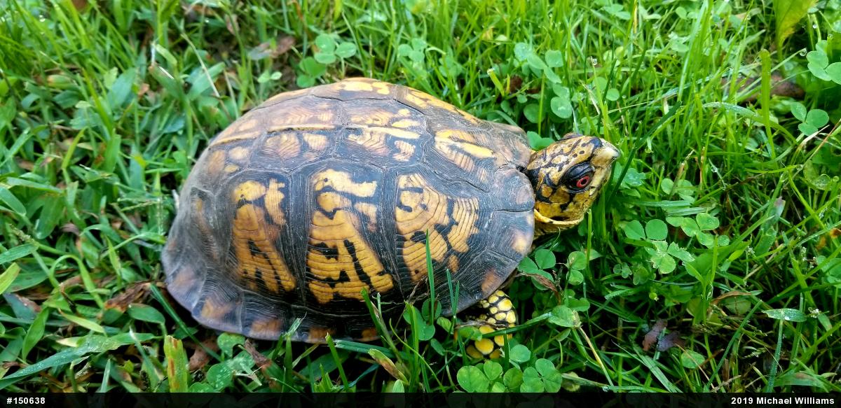 Eastern Box Turtle