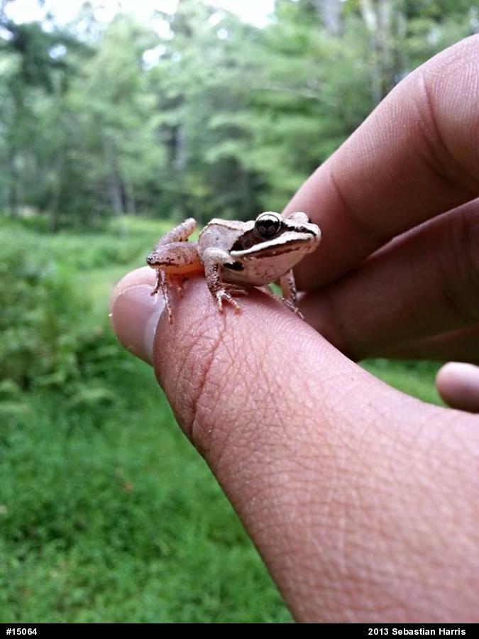 Wood Frog