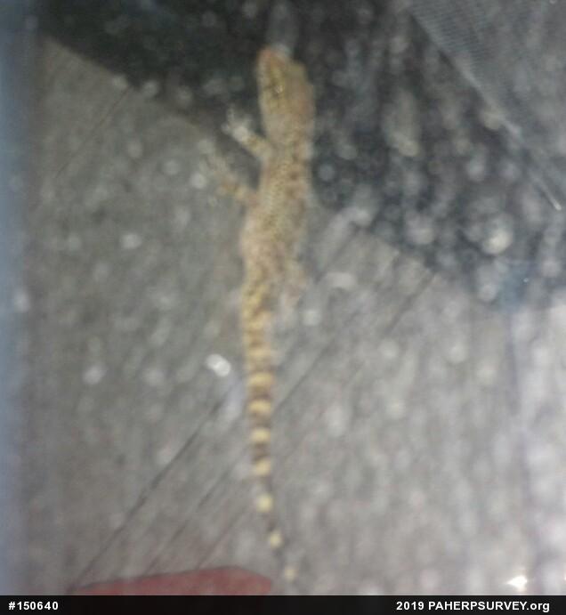 Mediterranean House Geckos