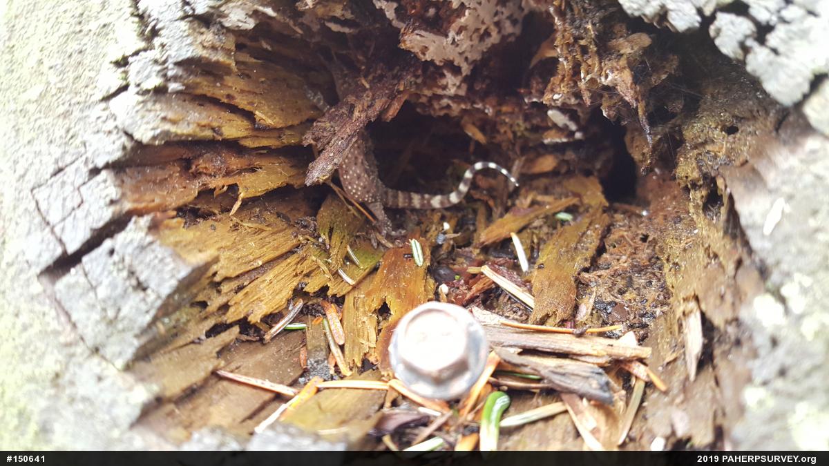 Mediterranean House Geckos