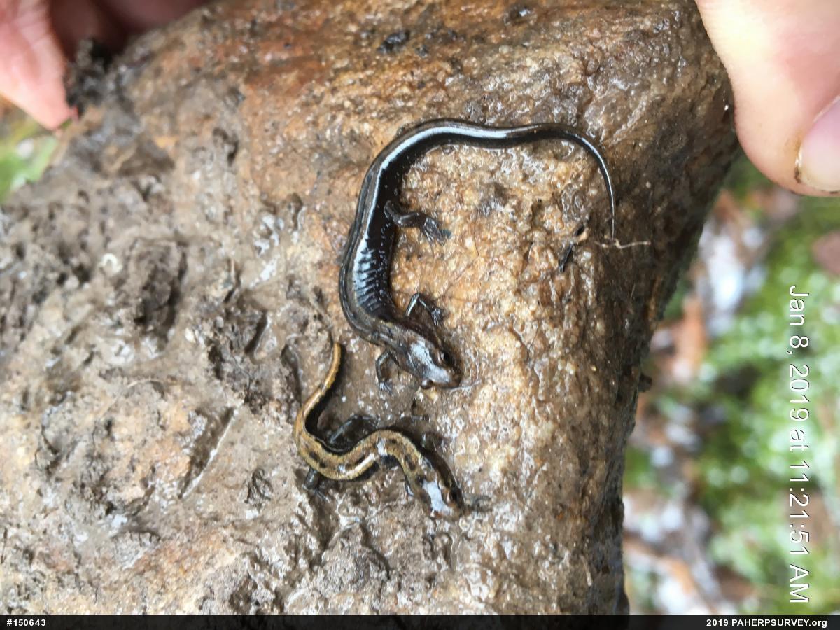 Allegheny Mountain Dusky Salamander
