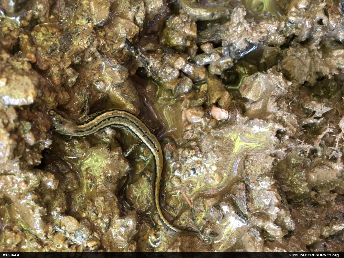 Northern Two-lined Salamander