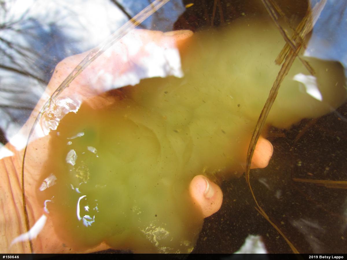Spotted Salamander