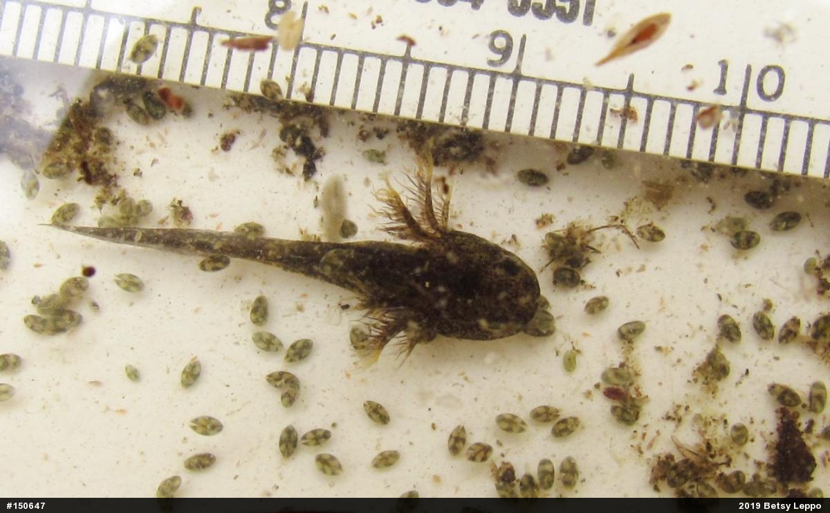 Jefferson Salamander