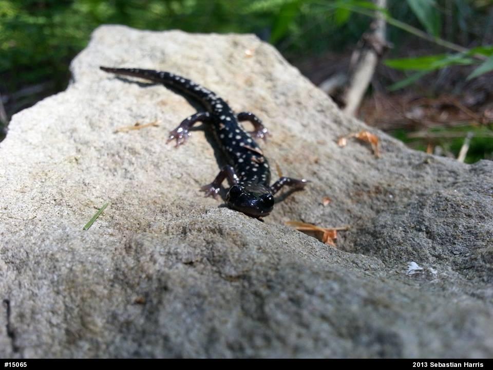 Northern Slimy Salamander
