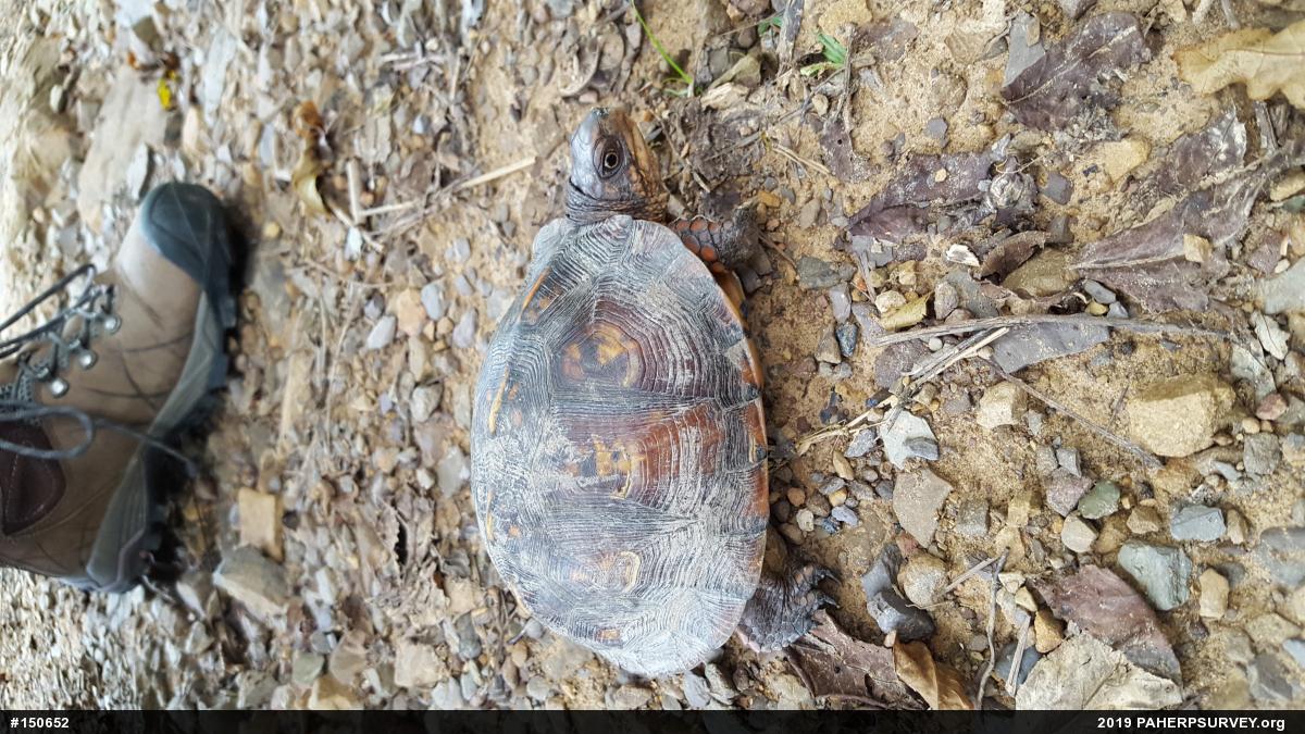 Eastern Box Turtle