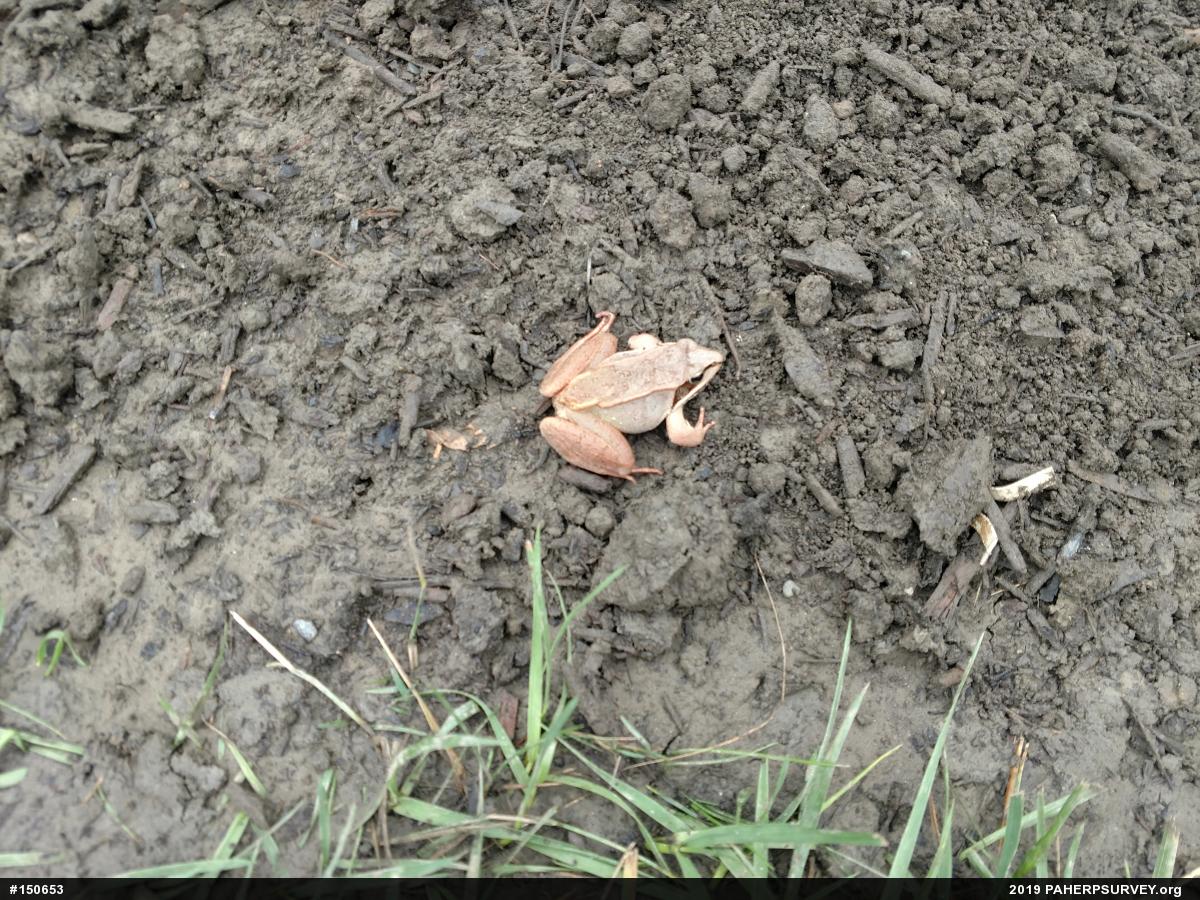 Wood Frog