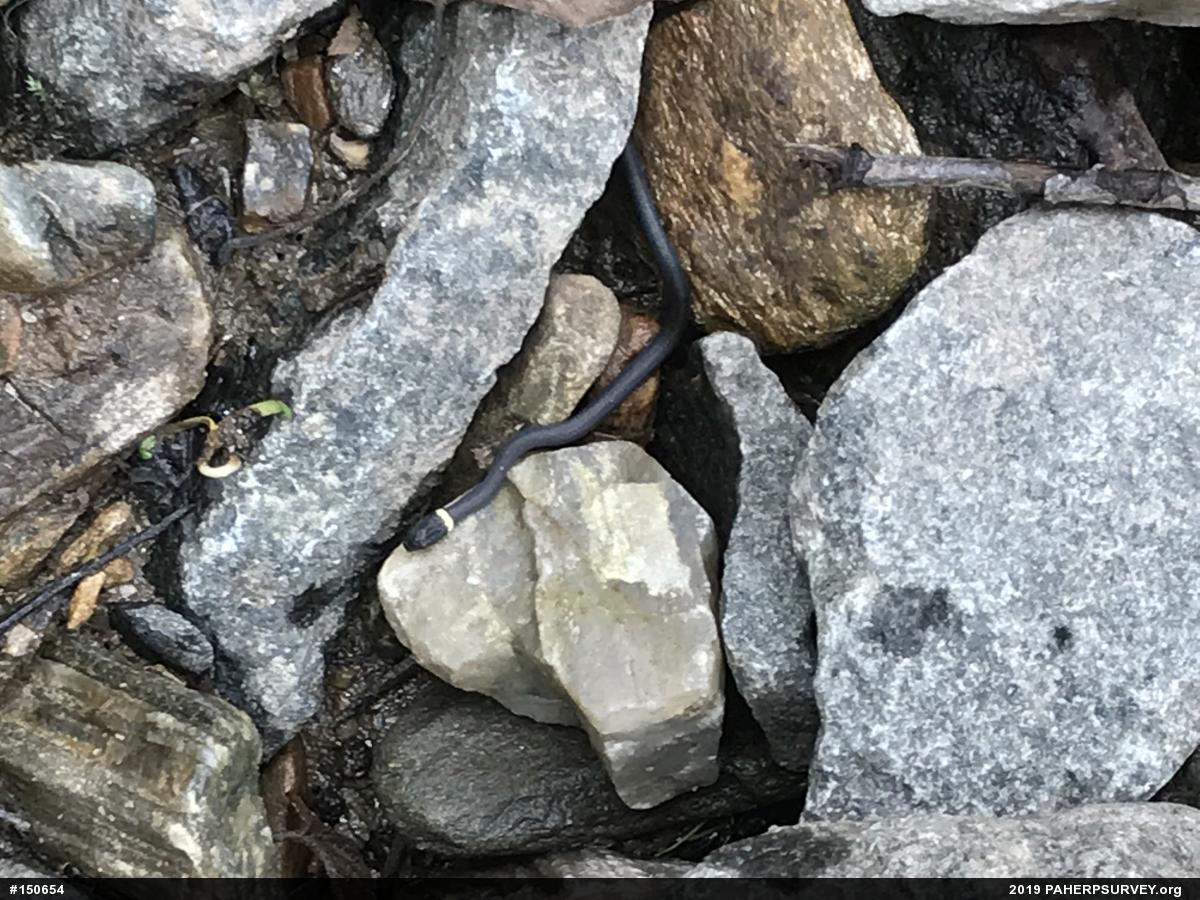 Northern Ring-necked Snake