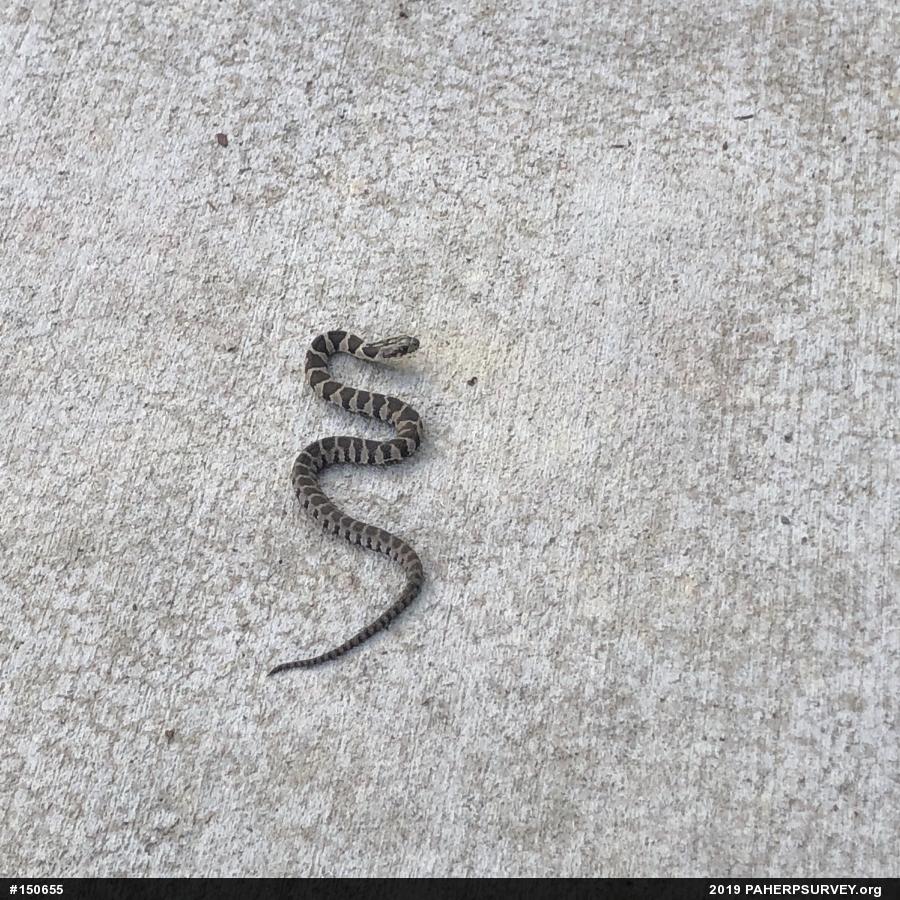 Northern Watersnake