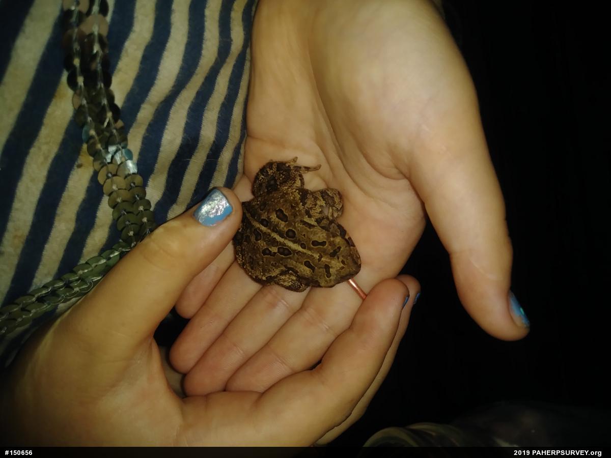 Eastern American Toad