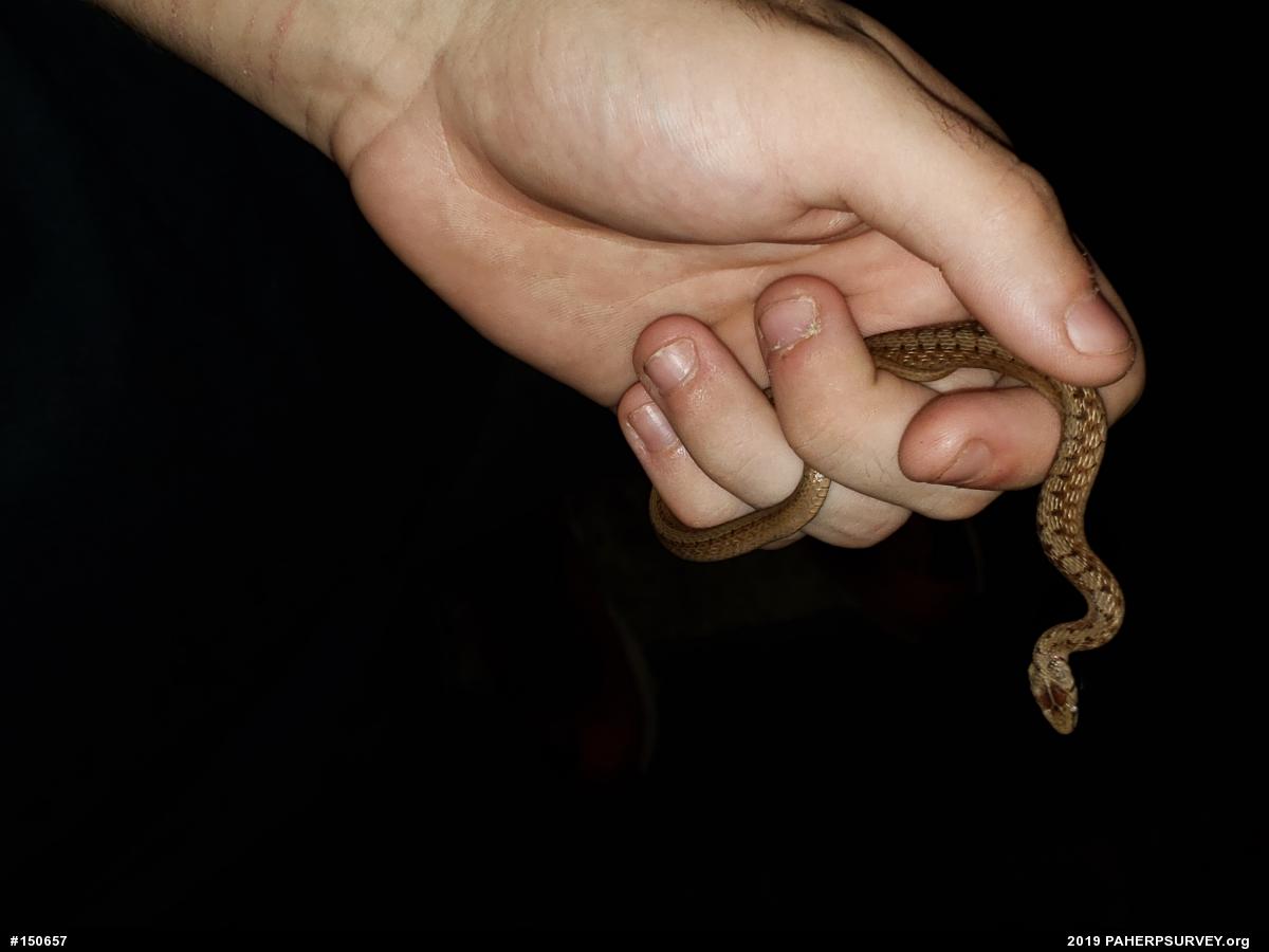 Dekay's Brownsnake