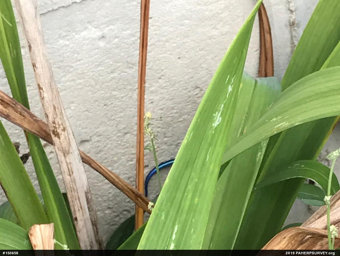 Skinks