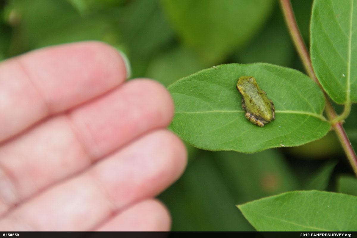 Unknown Gray Treefrog