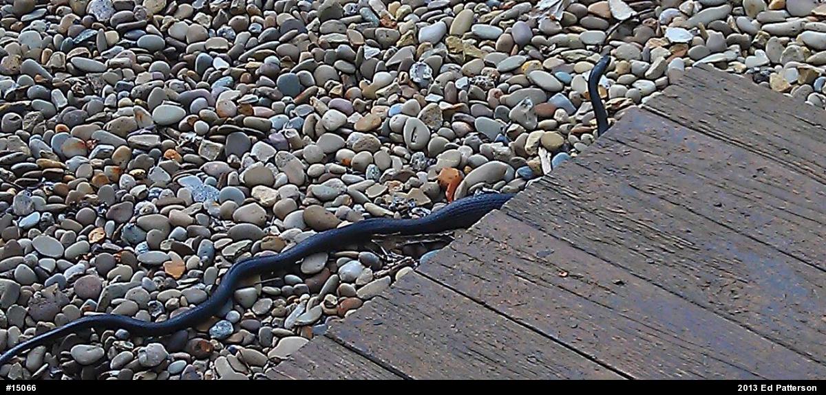 Northern Black Racer