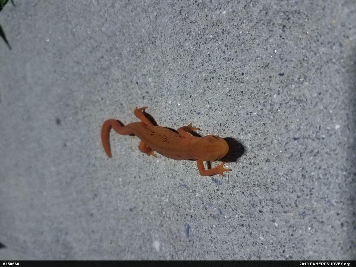 Red-spotted Newt