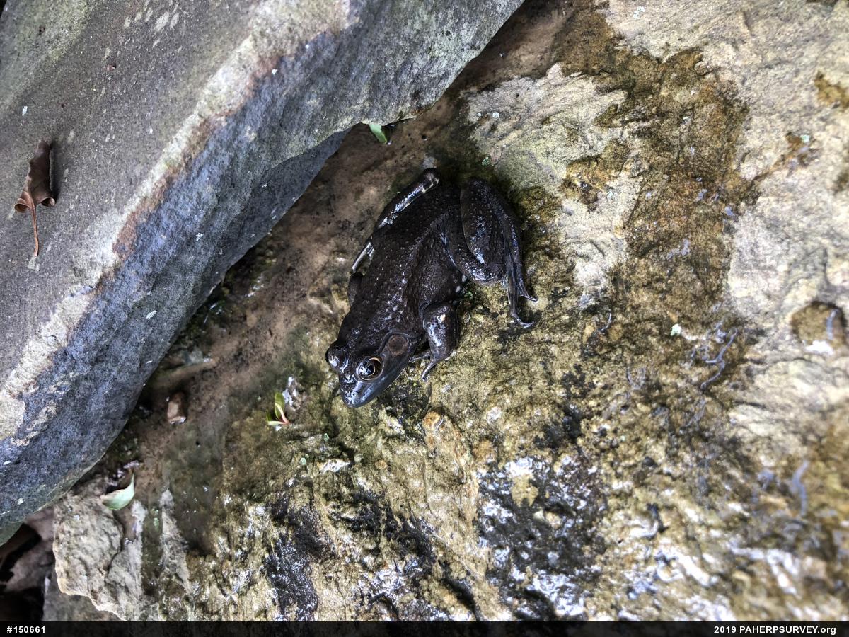 American Bullfrog