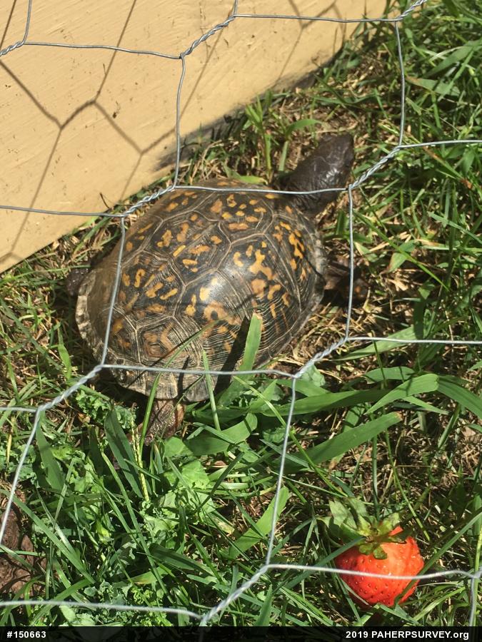 Eastern Box Turtle