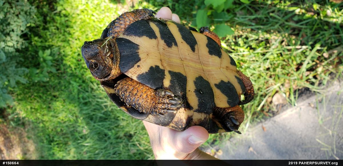 Wood Turtle