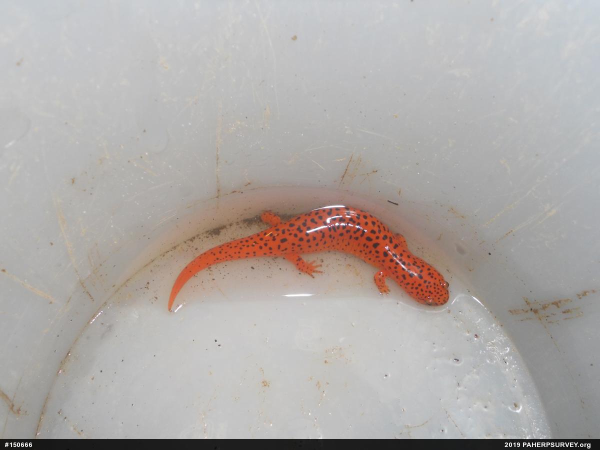 Northern Red Salamander