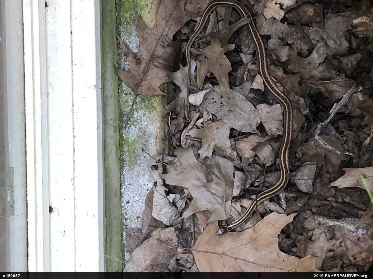 Eastern Gartersnake