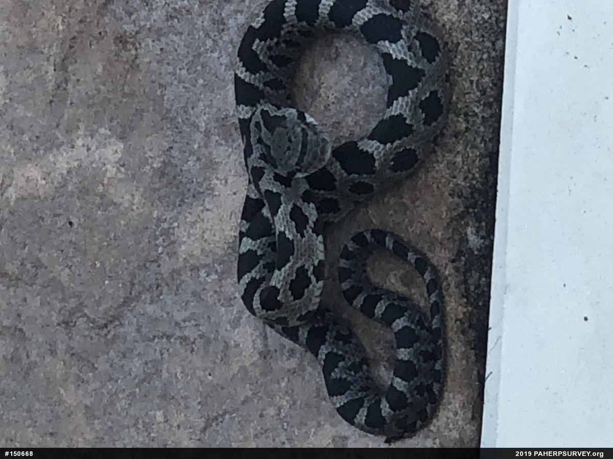Eastern Ratsnake