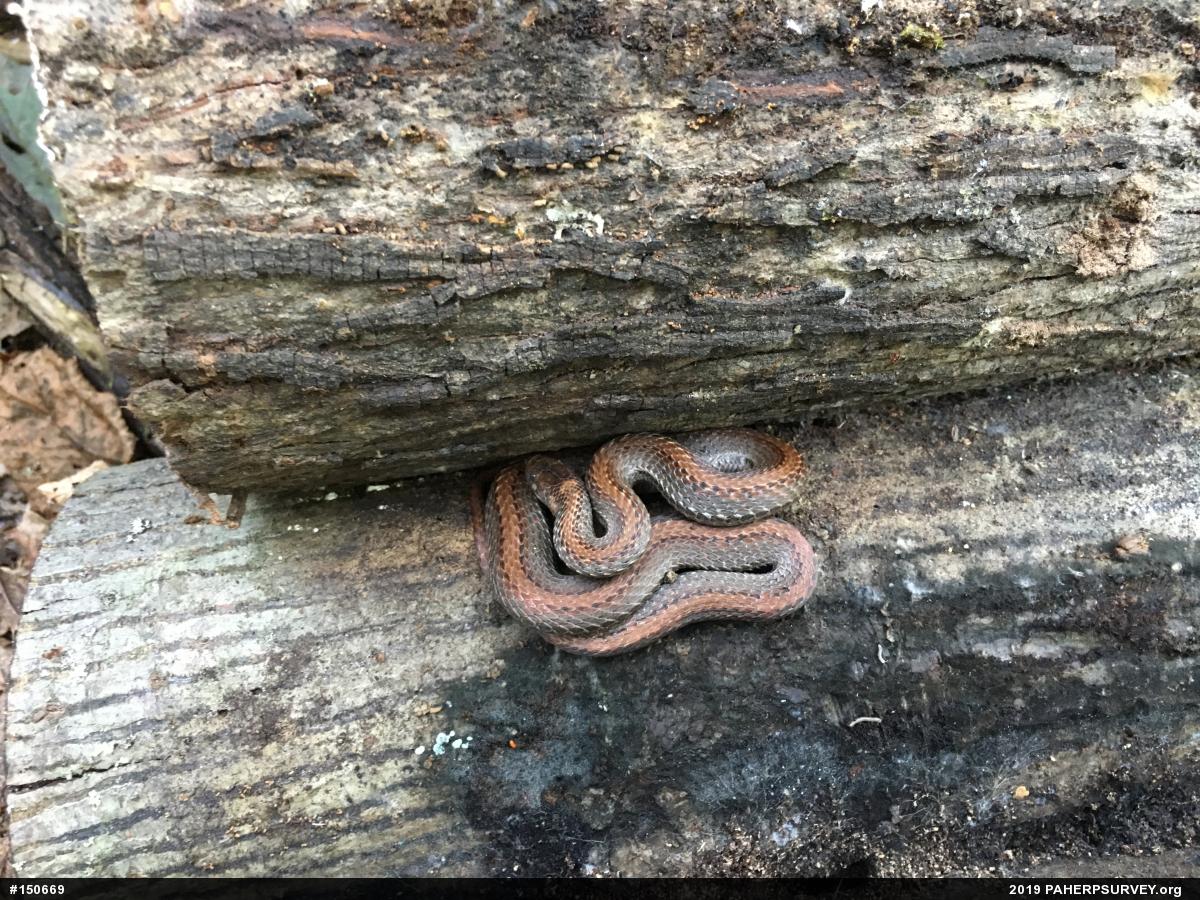 Red-bellied Snake