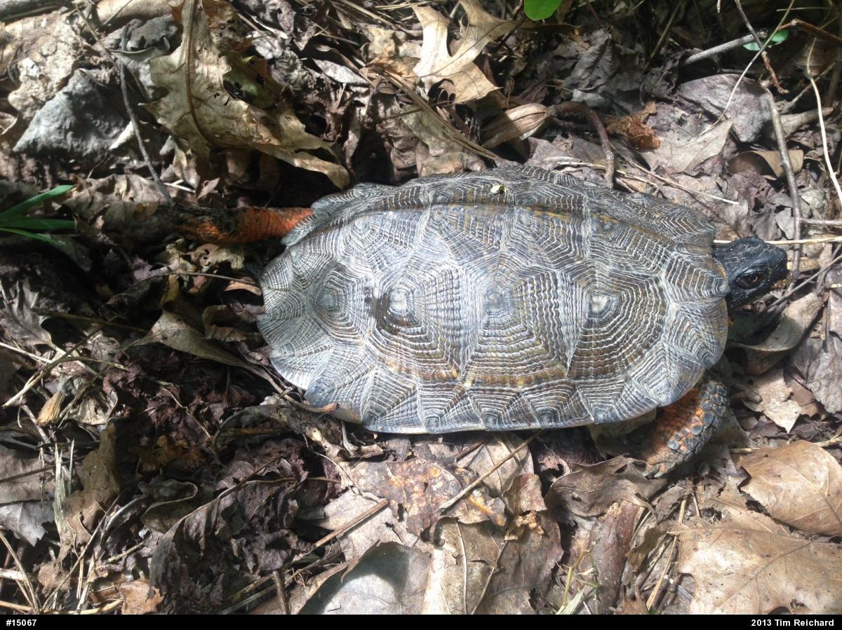 Wood Turtle