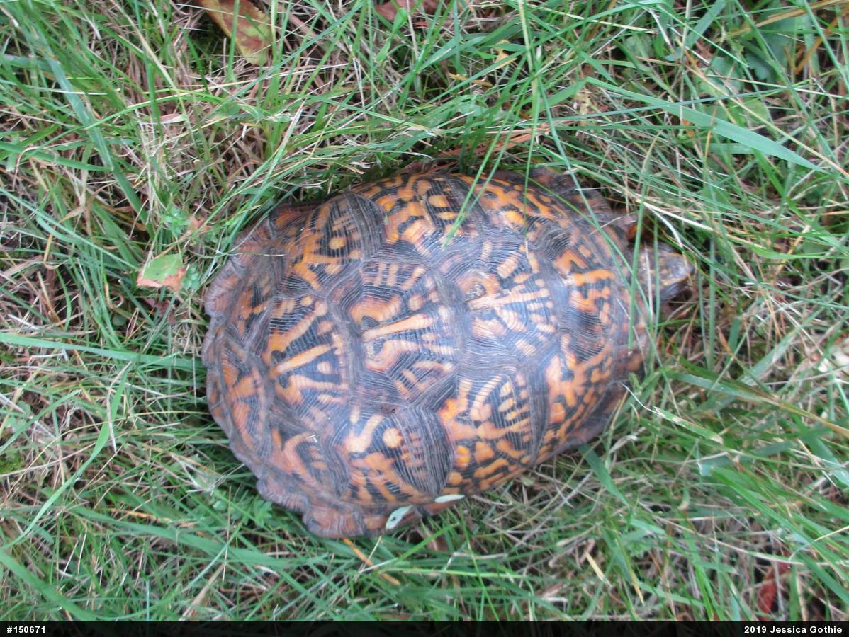 Eastern Box Turtle