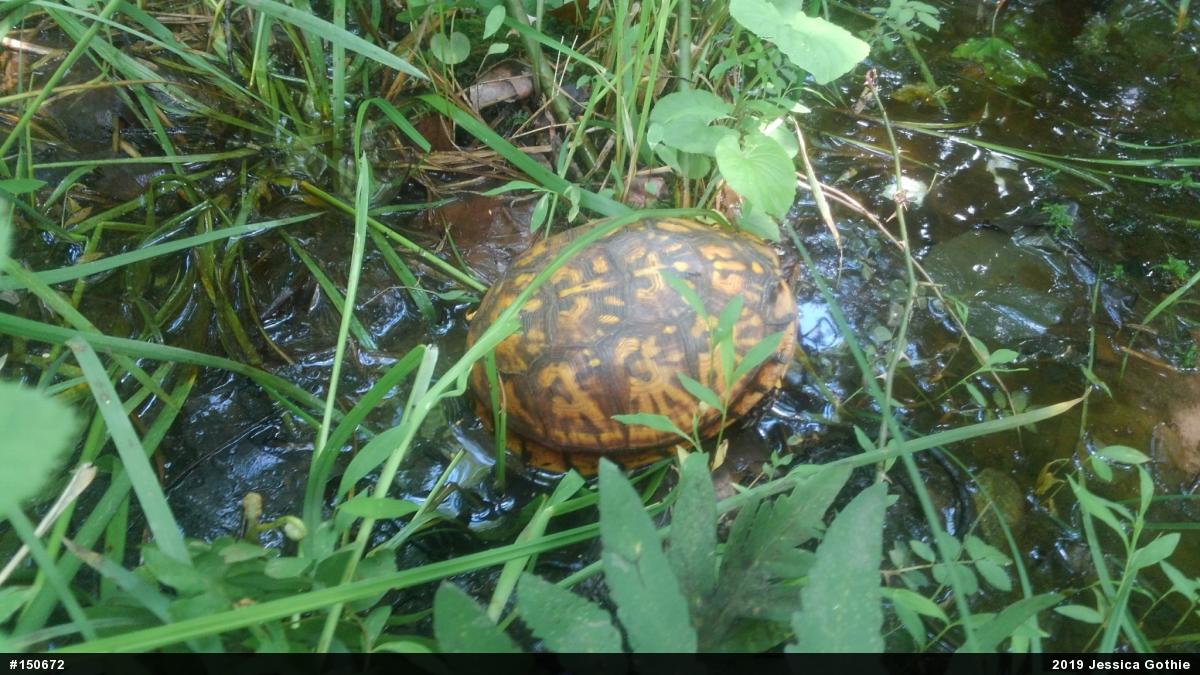 Eastern Box Turtle