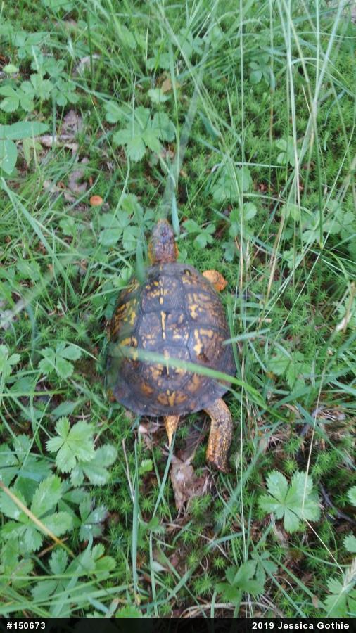 Eastern Box Turtle
