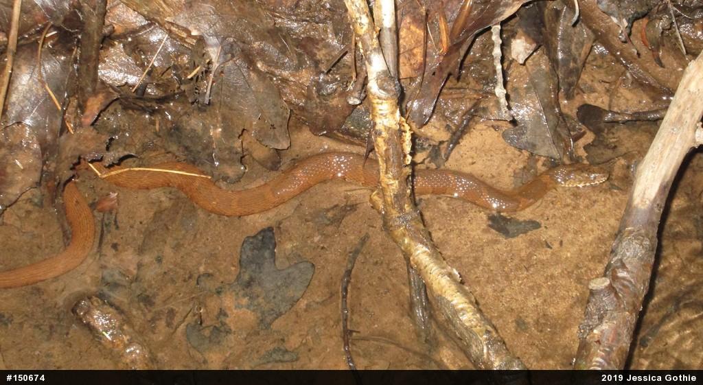 Northern Watersnake