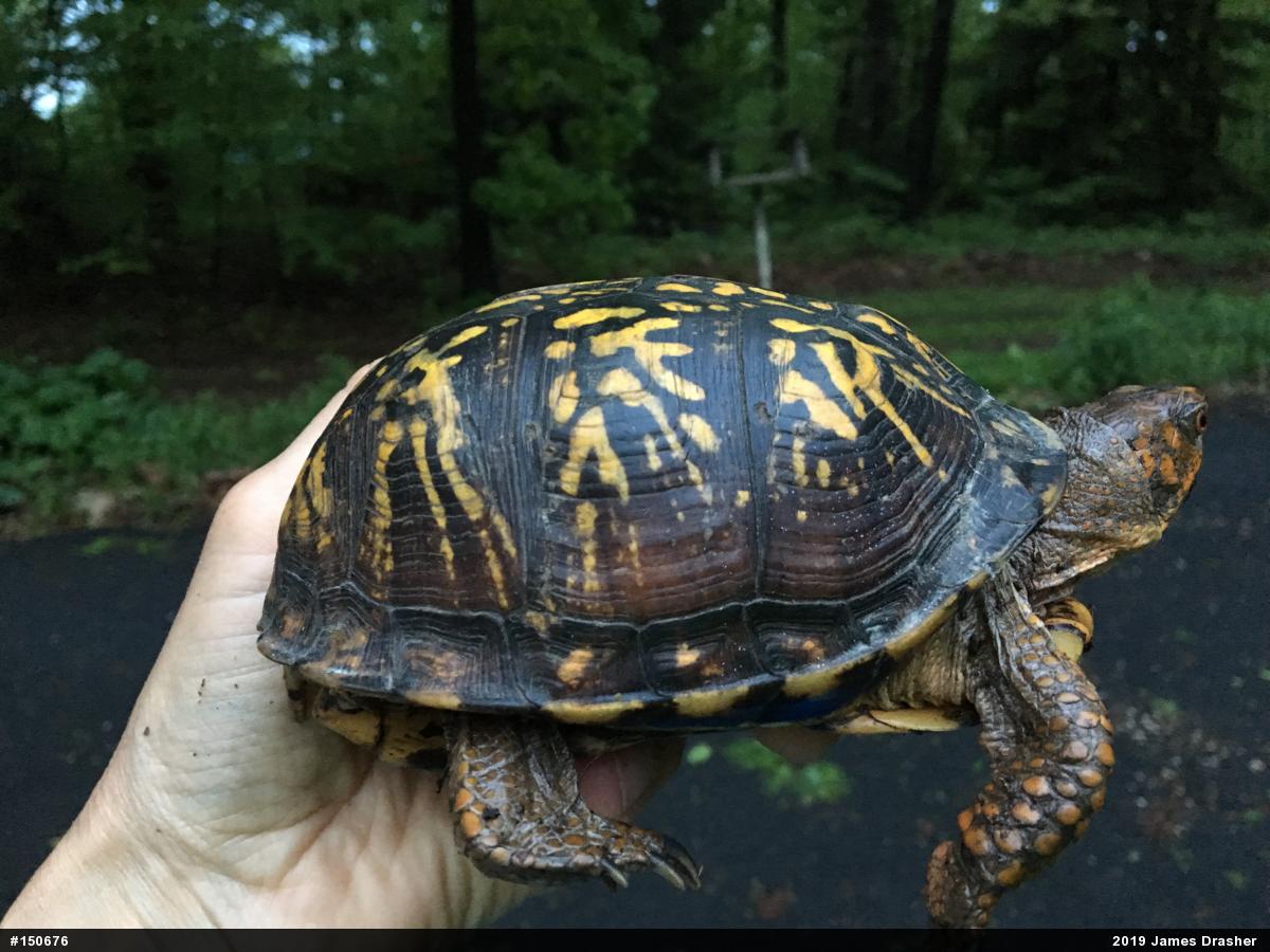 Eastern Box Turtle
