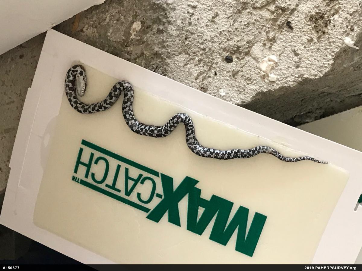Eastern Milksnake