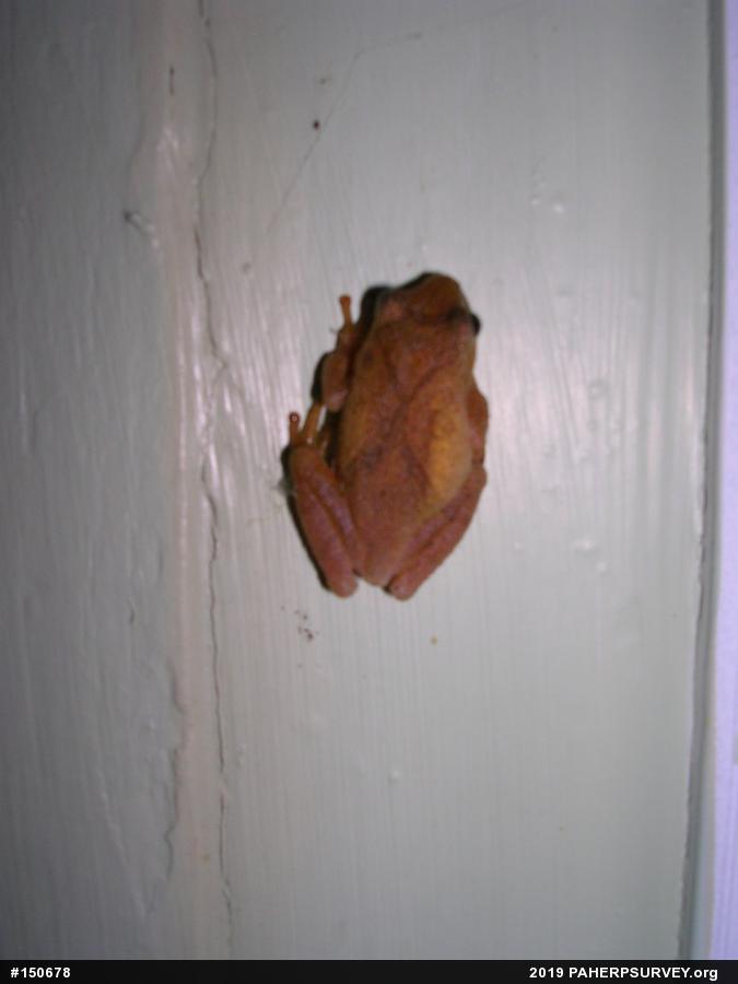 Spring Peeper