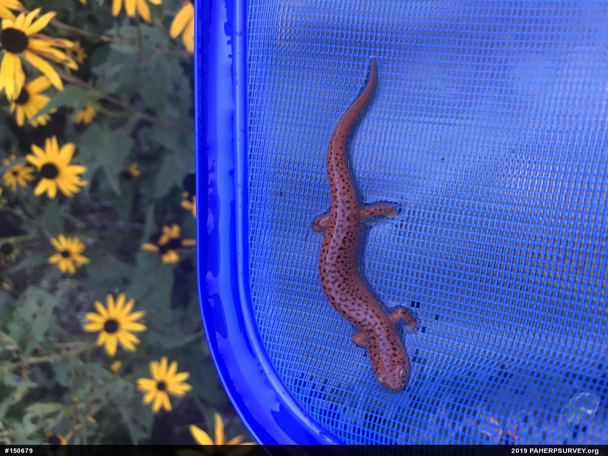 Northern Red Salamander
