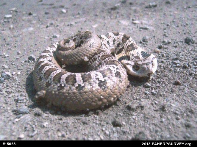 Eastern Hog-nosed Snake