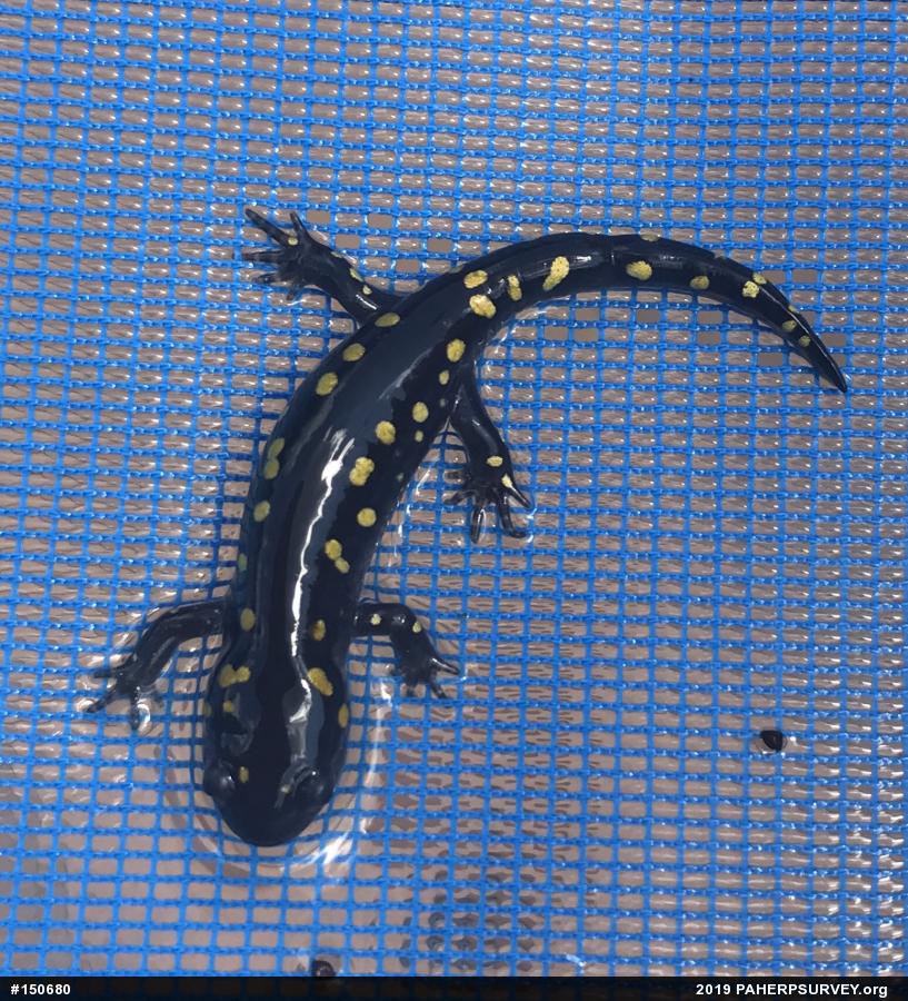 Spotted Salamander