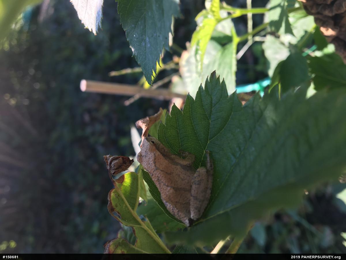 Spring Peeper