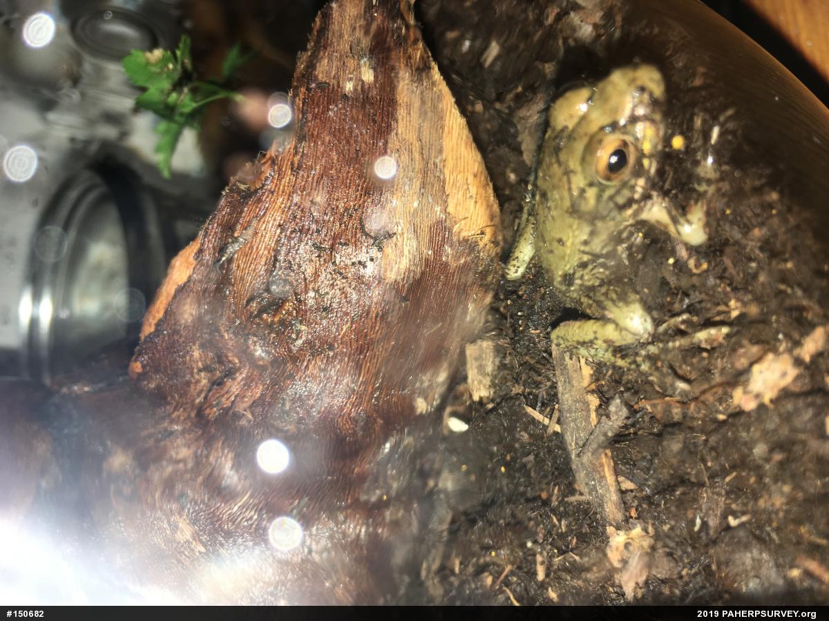 True Frogs