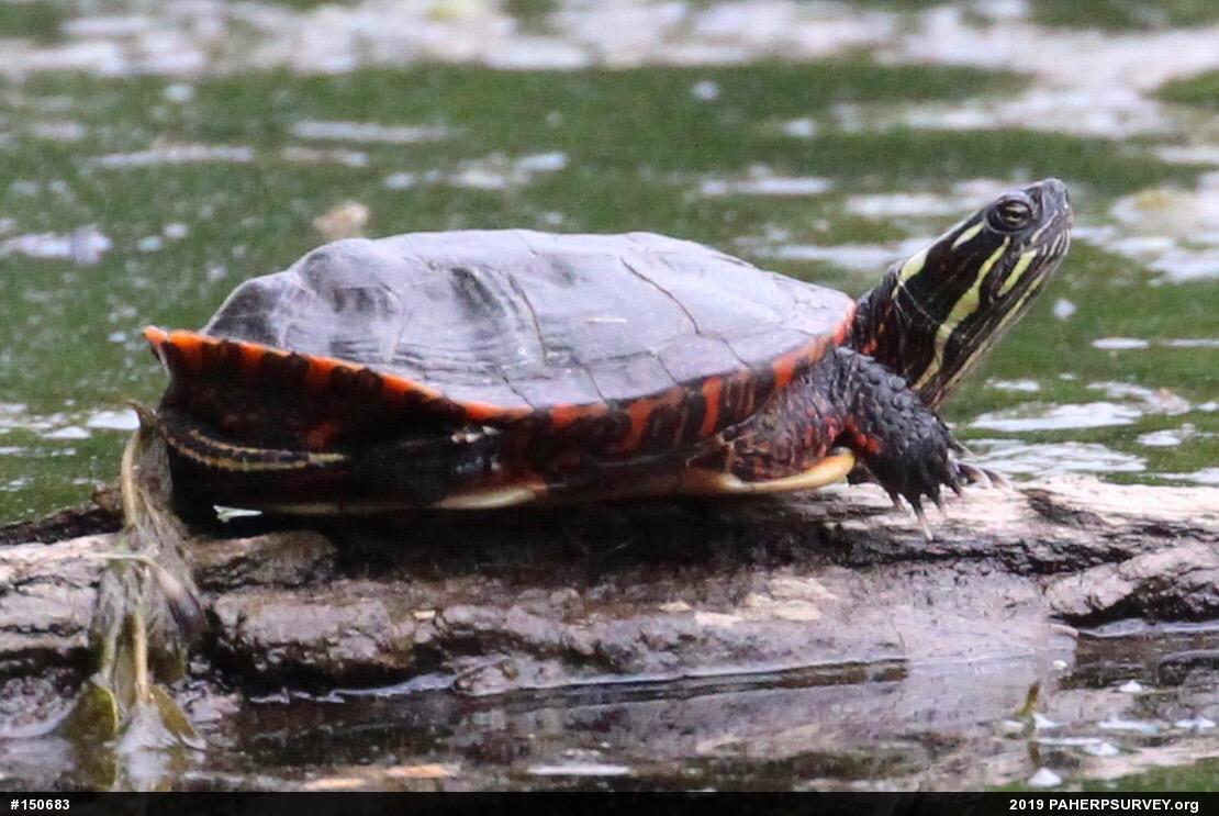 Painted Turtle