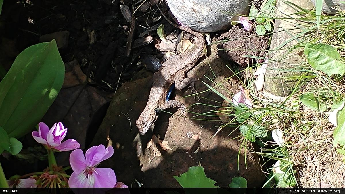 Eastern Fence Lizard