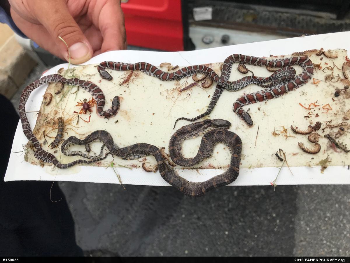 Eastern Milksnake
