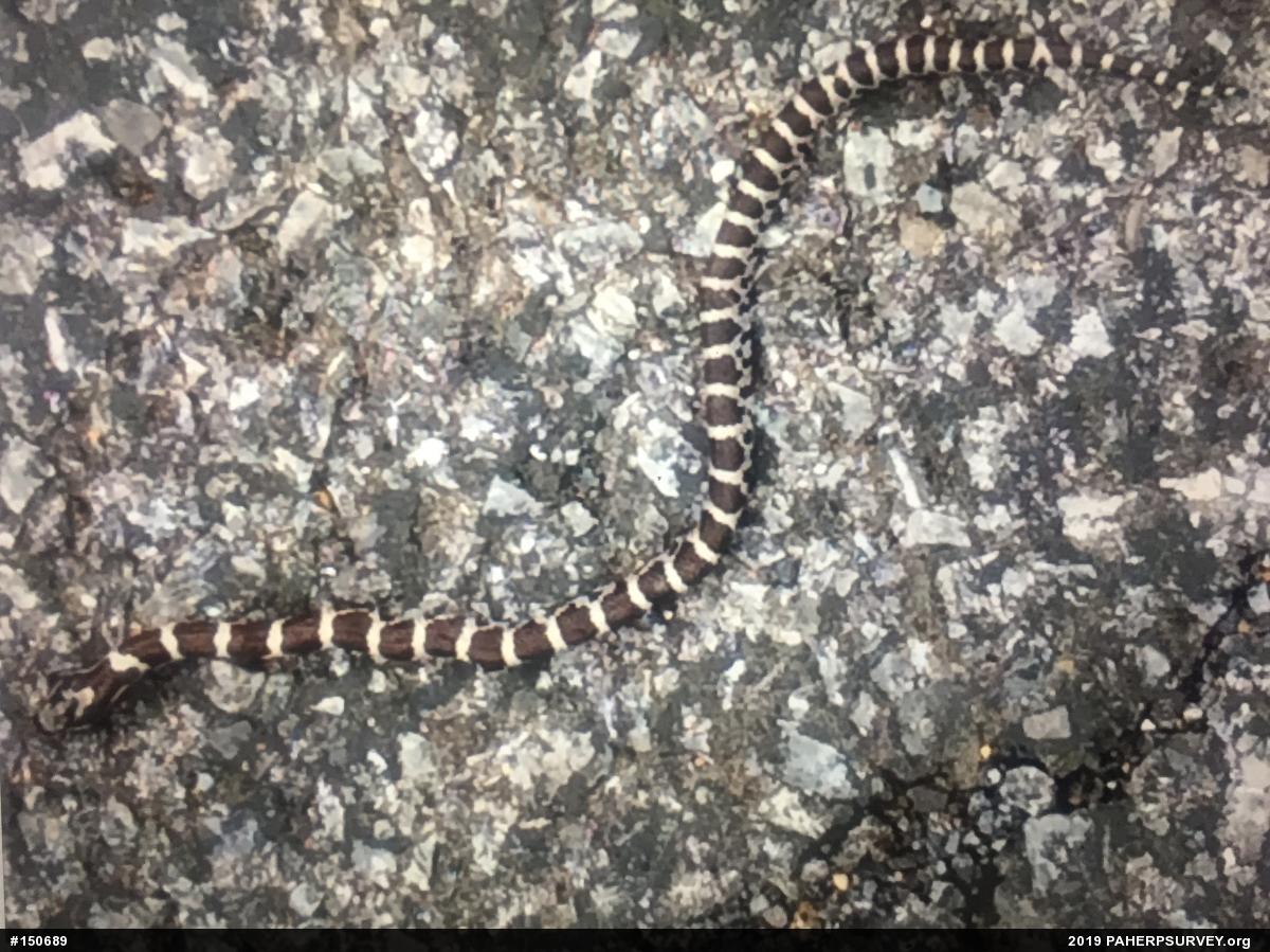 Eastern Milksnake